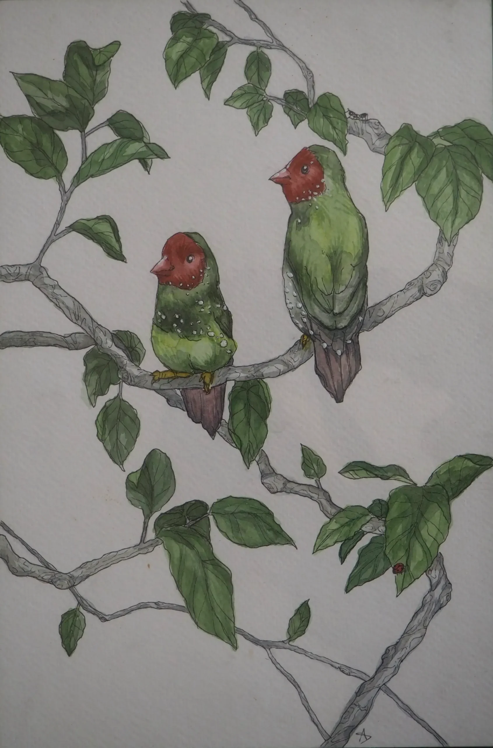 Aquarelle oiseaux