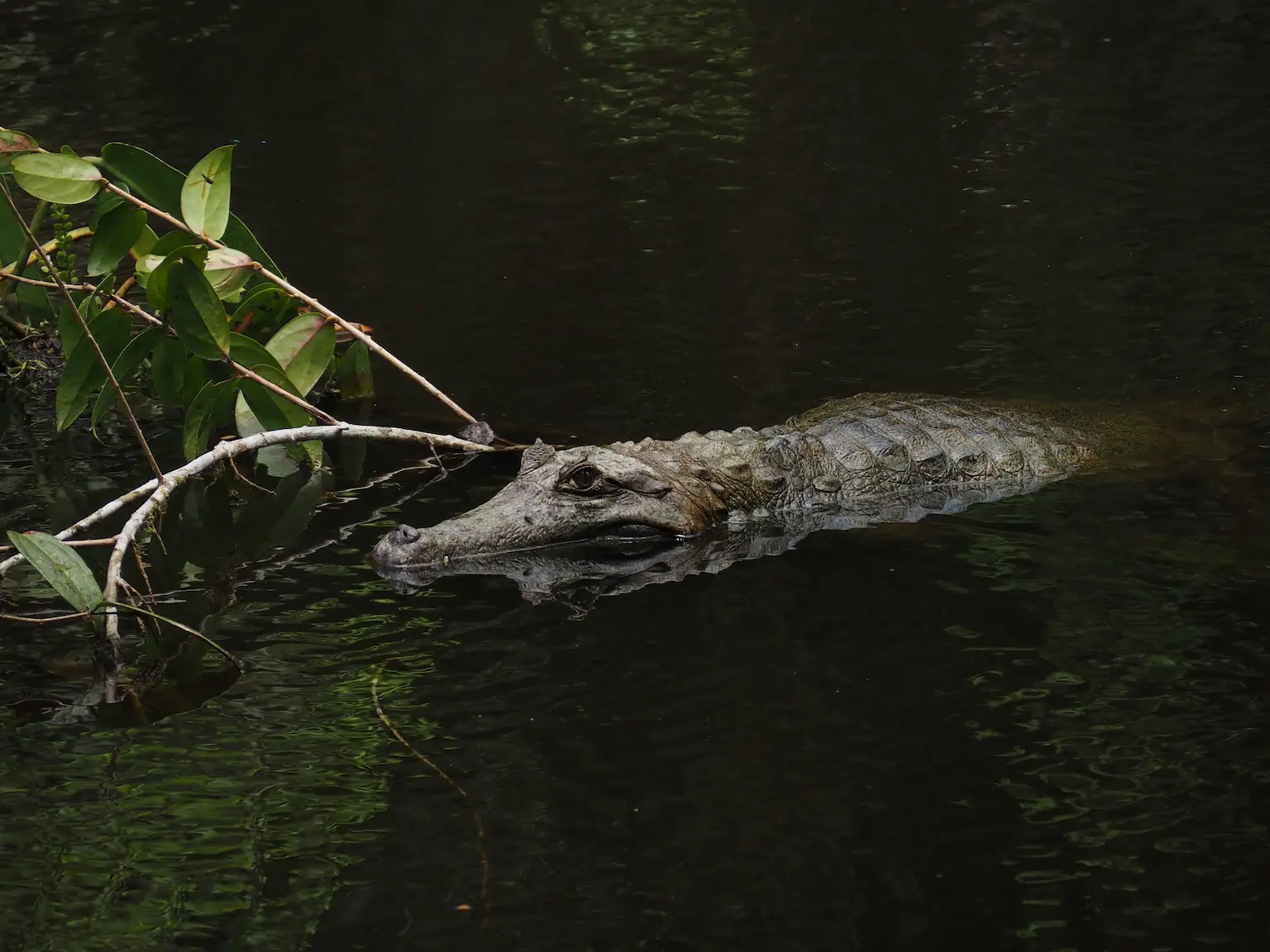 Caiman, amazonie 2025