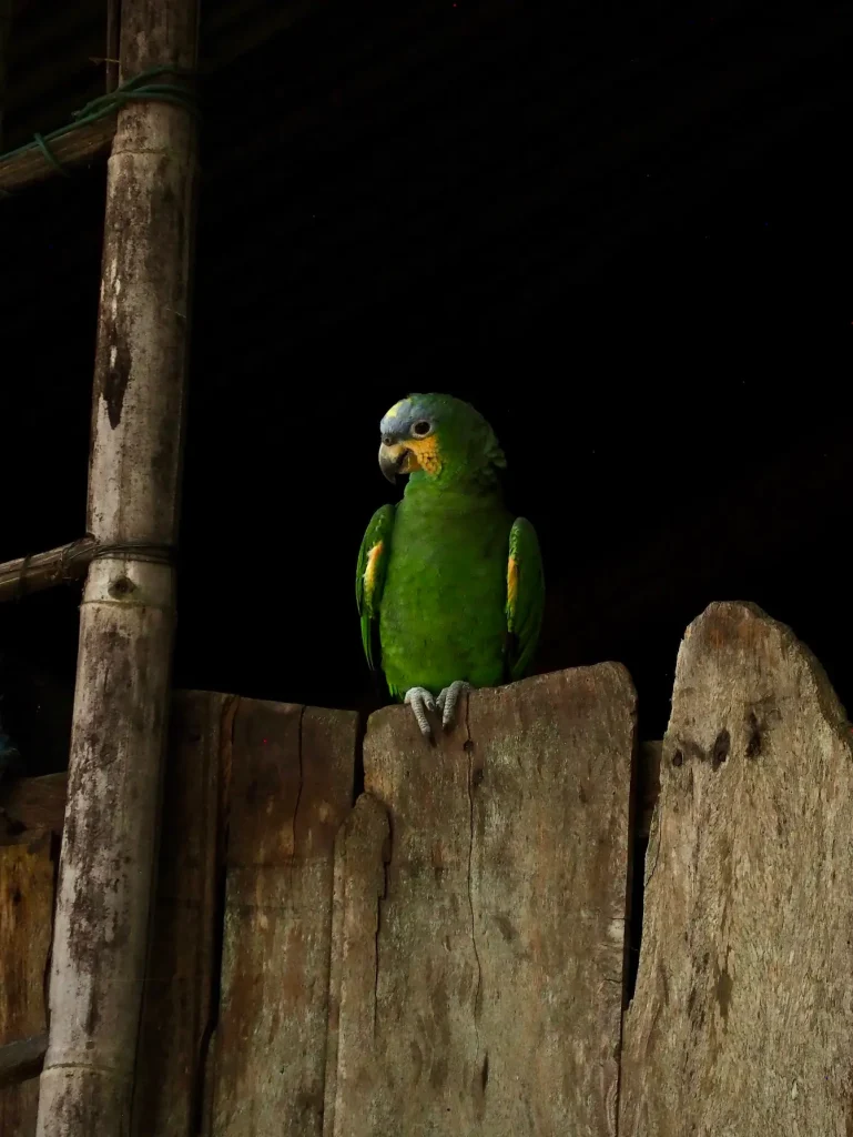 Guacamayo, amazonie, 2025