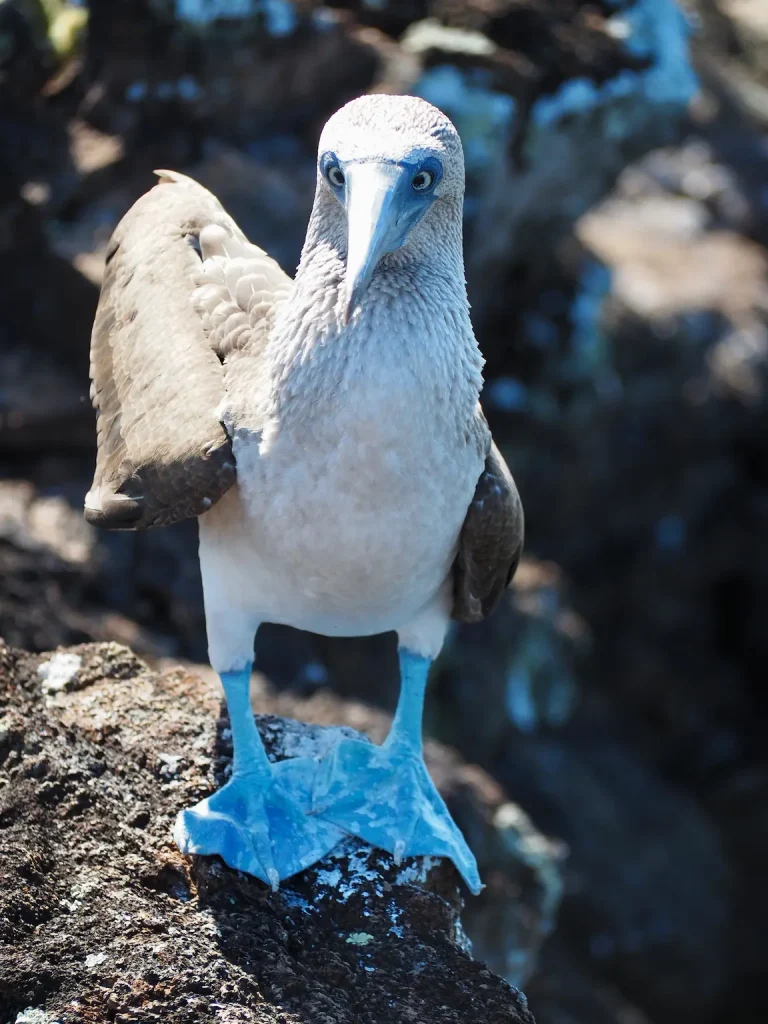 Patas azules, Galapagos 2026